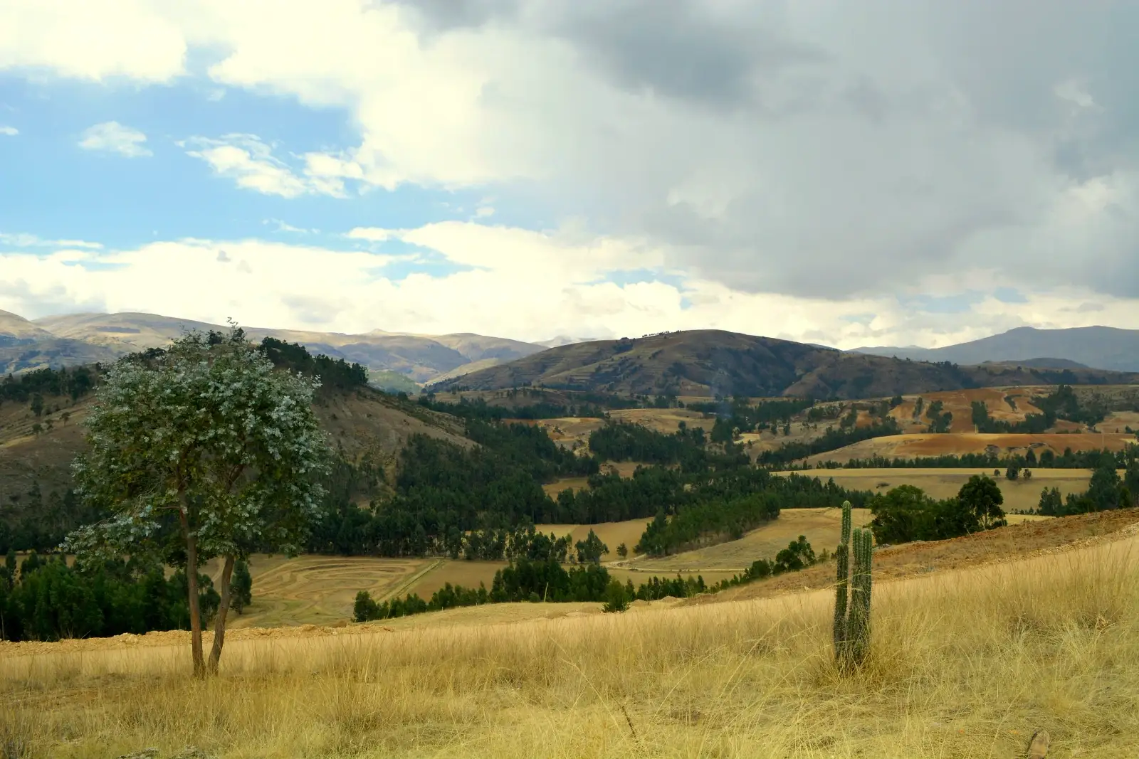 Paisaje andino referencial con campos, eucaliptos y cerros